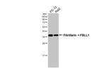 Fibrillarin/FBLL1 Antibody in Western Blot (WB)
