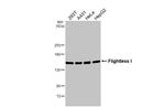 FLII Antibody in Western Blot (WB)