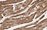 FLII Antibody in Immunohistochemistry (Paraffin) (IHC (P))