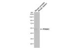 FOXA1 Antibody in Western Blot (WB)