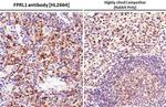 FPR2 Antibody in Immunohistochemistry (Paraffin) (IHC (P))