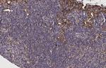 FPR2 Antibody in Immunohistochemistry (Paraffin) (IHC (P))