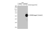FZD4 Antibody in Western Blot (WB)