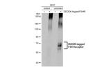 FSHR Antibody in Western Blot (WB)