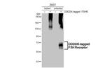 FSHR Antibody in Western Blot (WB)