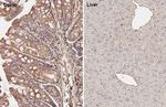 Galectin 3 Antibody in Immunohistochemistry (Paraffin) (IHC (P))