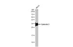 Galectin 3 Antibody in Western Blot (WB)