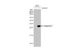 Galectin 3 Antibody in Western Blot (WB)