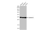 Galectin 3 Antibody in Western Blot (WB)