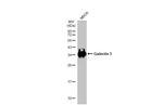 Galectin 3 Antibody in Western Blot (WB)