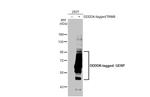 TRIM8 Antibody in Western Blot (WB)