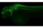 GFAP Recombinant Rabbit Monoclonal Antibody (HL2723)