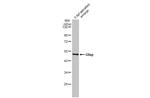 GFAP Antibody in Western Blot (WB)