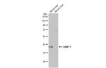 GNAT1 Antibody in Western Blot (WB)