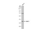 GNAT1 Antibody in Western Blot (WB)