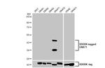 GNAT1 Antibody in Western Blot (WB)