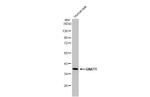 GNAT1 Antibody in Western Blot (WB)