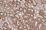 GnRHR Antibody in Immunohistochemistry (Paraffin) (IHC (P))