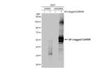 GnRHR Antibody in Western Blot (WB)