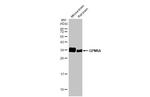 GPM6A Antibody in Western Blot (WB)