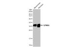GPM6A Antibody in Western Blot (WB)