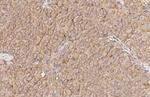 GPR43 Antibody in Immunohistochemistry (Paraffin) (IHC (P))