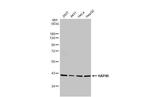 HAP40 Antibody in Western Blot (WB)