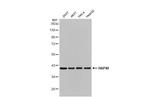HAP40 Antibody in Western Blot (WB)