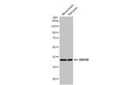 HAP40 Antibody in Western Blot (WB)