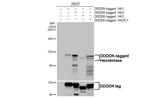 Hexokinase Antibody in Western Blot (WB)