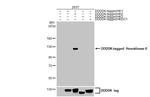 HK2 Antibody in Western Blot (WB)