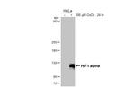 HIF1A Antibody in Western Blot (WB)