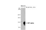 HIF1A Antibody in Western Blot (WB)