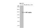 HIF1A Antibody in Western Blot (WB)