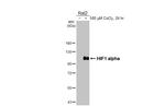 HIF1A Antibody in Western Blot (WB)