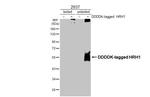 HRH1 Antibody in Western Blot (WB)