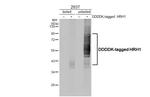 HRH1 Antibody in Western Blot (WB)