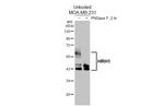 HRH1 Antibody in Western Blot (WB)