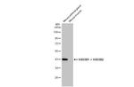HSD3B1/HSD3B2 Recombinant Rabbit Monoclonal Antibody (HL2307)