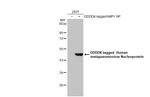 Metapneumovirus Nucleoprotein Antibody in Western Blot (WB)