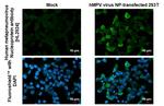 Metapneumovirus Nucleoprotein Recombinant Rabbit Monoclonal Antibody (HL2924)