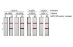 Metapneumovirus Nucleoprotein Antibody in Lateral Flow (LF)