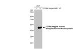 Metapneumovirus Nucleoprotein Antibody in Western Blot (WB)
