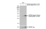 Human Parechovirus 1/3 VP3 (Strain: WA17c-06) Recombinant Rabbit Monoclonal Antibody (HL2443)