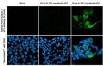 Human Parechovirus 3 VP3 (Strain: WA17c-06) Recombinant Rabbit Monoclonal Antibody (HL2544)