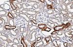 IGF2 Antibody in Immunohistochemistry (Paraffin) (IHC (P))