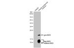 IGF2 Antibody in Western Blot (WB)
