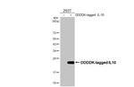 IL-10 Antibody in Western Blot (WB)
