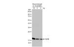 IL-10 Antibody in Western Blot (WB)