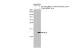 IL-2 Antibody in Western Blot (WB)